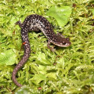 brown spotted salamander on green leaves