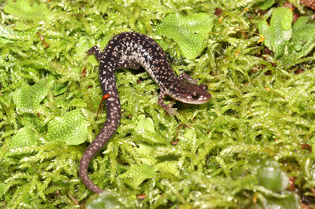 brown spotted salamander on green leaves