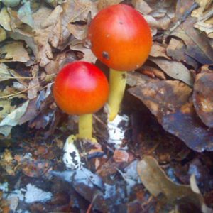 Two red round headed mushrooms growing with leaves around them