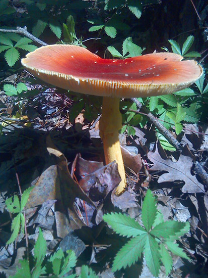 Flat topped reddish mushroom growing amongst leaves in the ground
