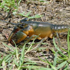 Blueish orange crayfish on grass