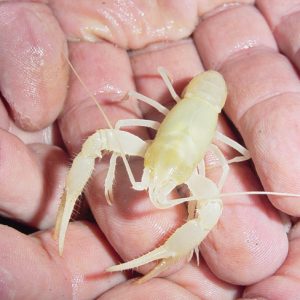 Small white crayfish in human hands