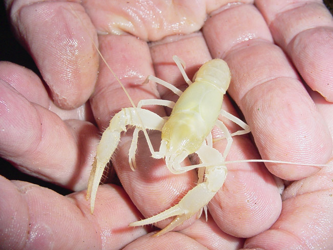 Small white crayfish in human hands
