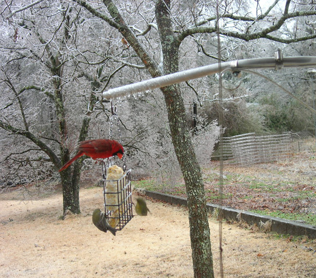 Cardinals on hanging bird feeder in yard with trees