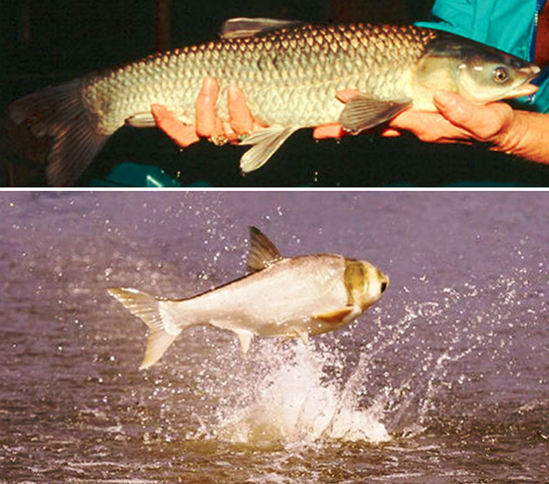 Carp in human hands and carp in water