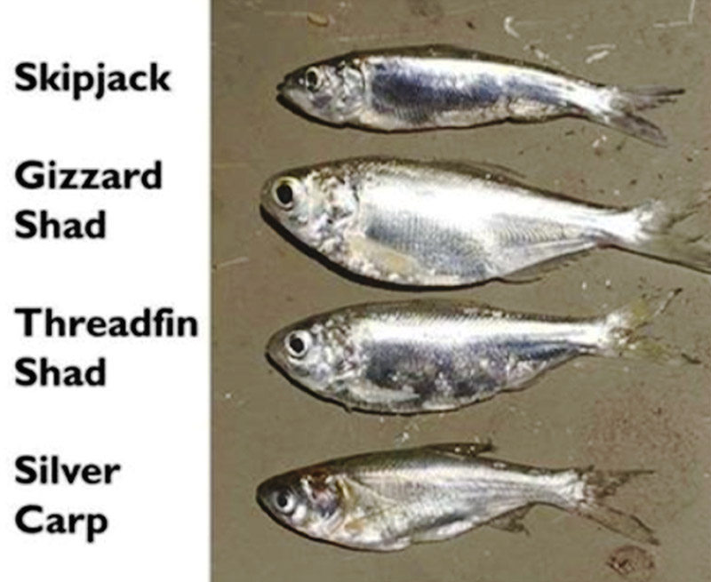 Different types of Carp with labels for each
