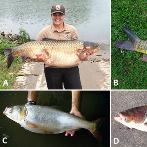 Different types of Carp with corresponding letters