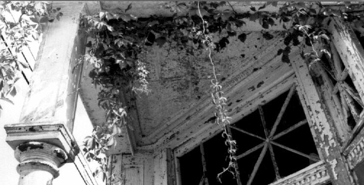 Vines growing on roof of covered porch with column