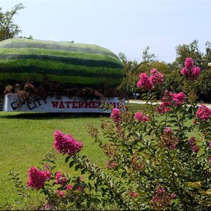 Giant watermelon parade float in field with flowering bush in the foreground