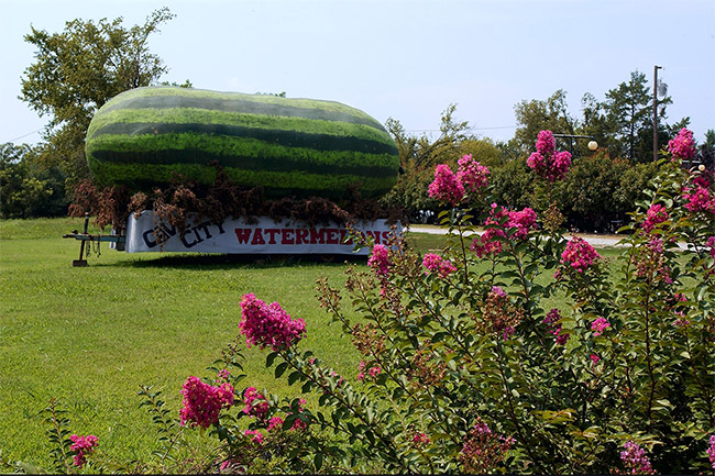 Giant watermelon parade float in field with flowering bush in the foreground