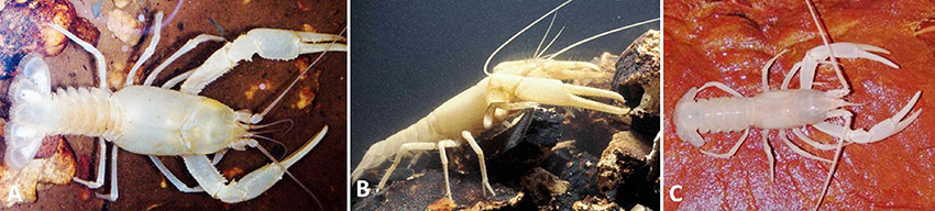 Crayfish in water with corresponding letters