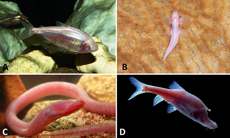 Cave fish and eel with corresponding letters