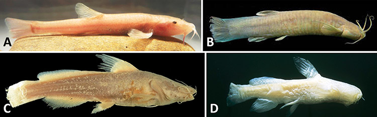 Types of cave fish with corresponding letters