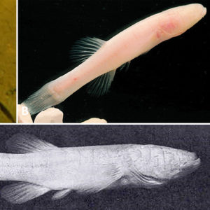 Different types of cave fish with corresponding letters