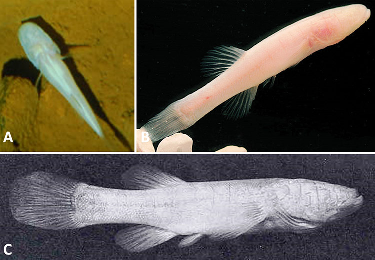 Different types of cave fish with corresponding letters