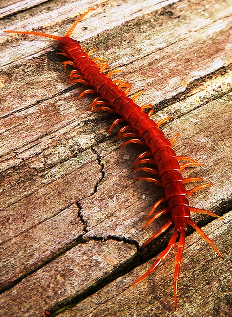 Red centipede crawling on wood