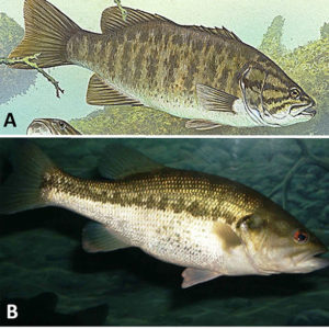 Different kinds of bass with corresponding letters