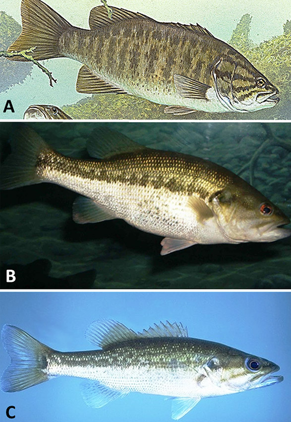 Different kinds of bass with corresponding letters