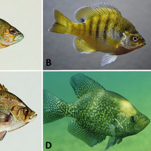 Different types of sun fish with corresponding letters