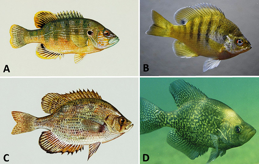Different types of sun fish with corresponding letters
