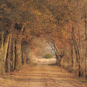 Autumn trees on two-lane dirt road leading to cemetery