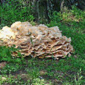 large white mushroom on forest floor