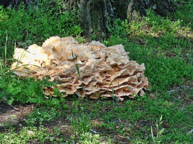 large white mushroom on forest floor