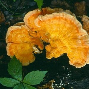 Yellow and white mushrooms on rotting log