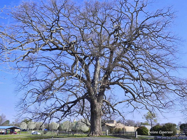 huge tree with bare branches in park