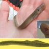 Lamprey attached to human hand and underside of lamprey