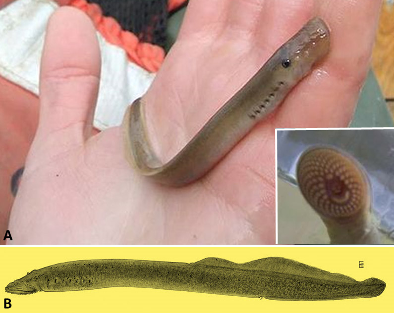 Lamprey attached to human hand and underside of lamprey