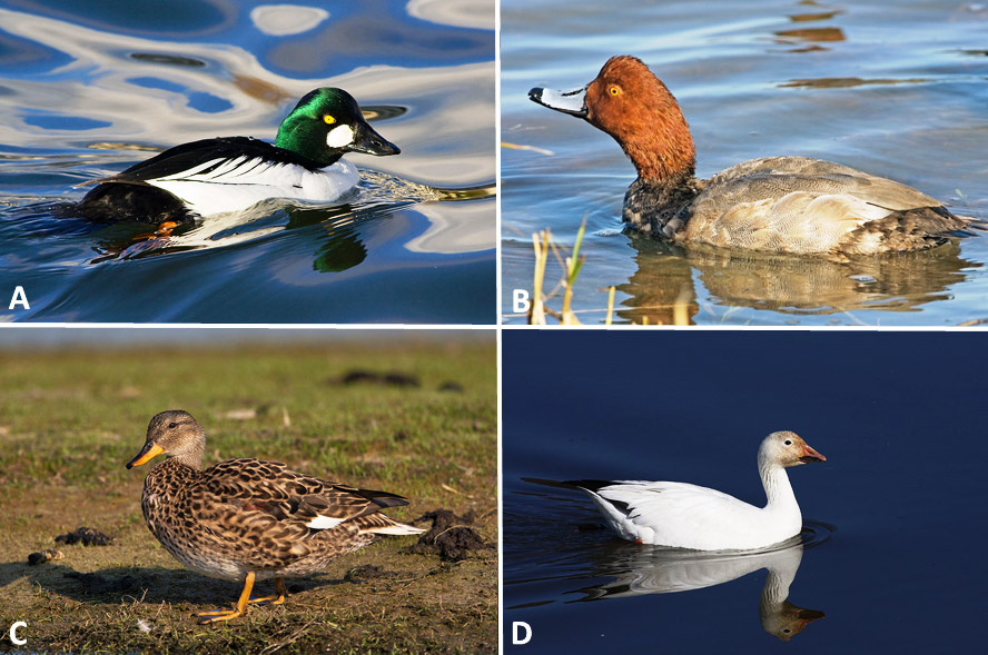 Types of water fowl with corresponding letters