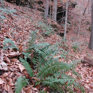 Green ferns growing on leaf covered hillside in wooded area