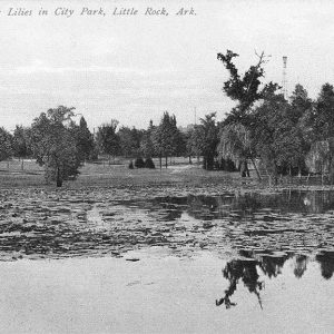 Water lilies floating on a pond in city park with trees in the background