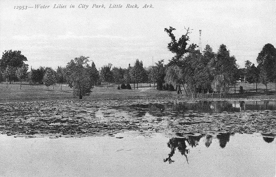 Water lilies floating on a pond in city park with trees in the background