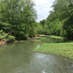 Creek and grassy sandbars with trees on both sides