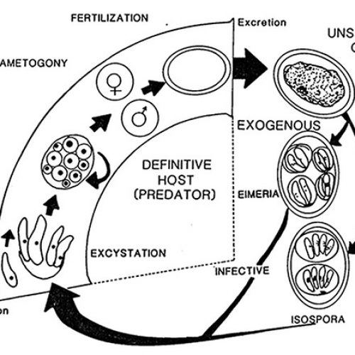 Coccidia (a.k.a. Apicomplexa) - Encyclopedia of Arkansas