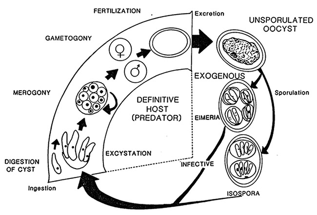 Life cycle diagram with labeled phases