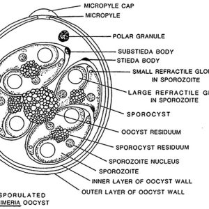Organism diagram with labeled parts