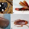Types of cockroach with corresponding letters