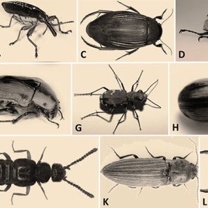Types of beetle with corresponding letters