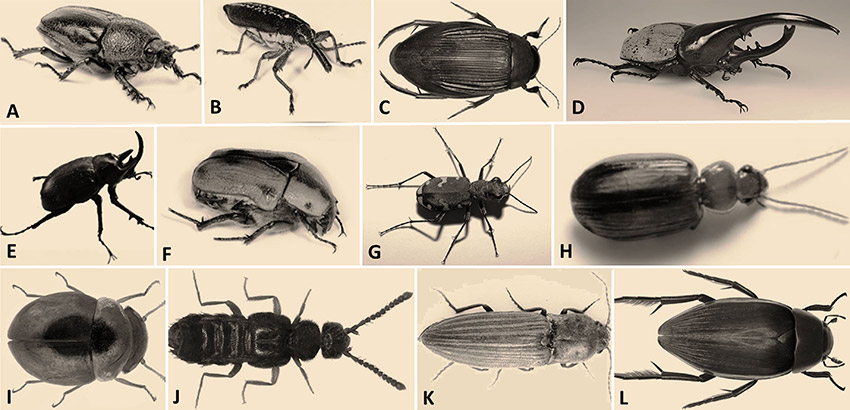 Types of beetle with corresponding letters