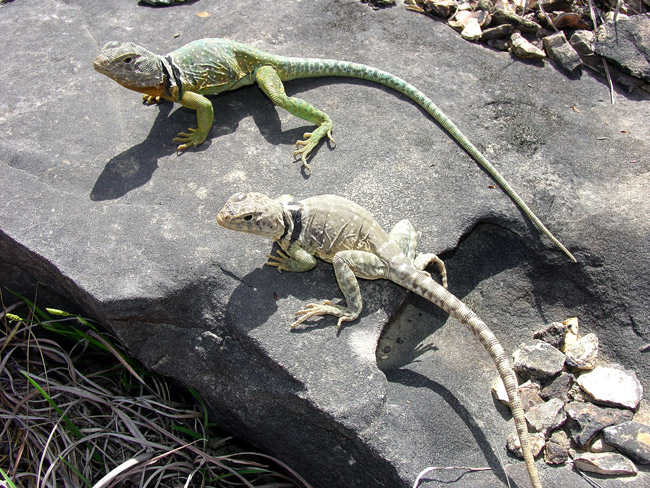 Green and white Eastern Collared Lizard pair on sunny rock near tall grass