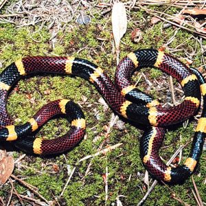 Texas Coral Snake curled among moss and conifer needles