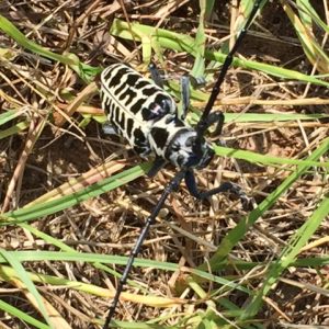 Black and white beetle on grass