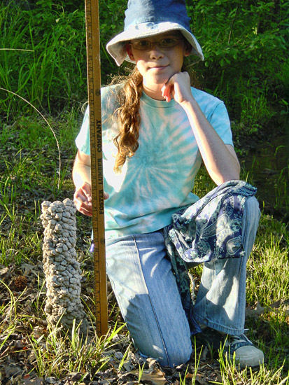 White girl in hat using a yard stick to measure height of a crayfish burrow