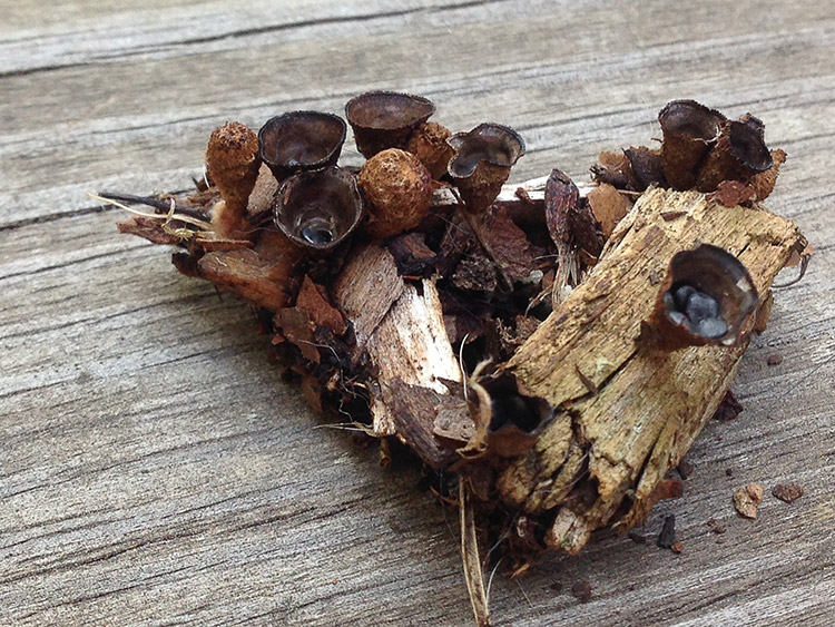 Cluster of cup like mushrooms on piece of wood