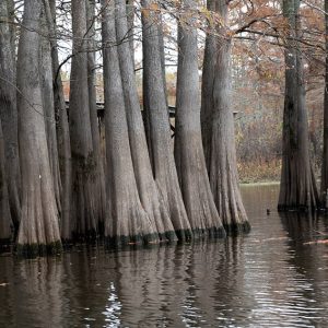 Rows of cypress trees in wetland area