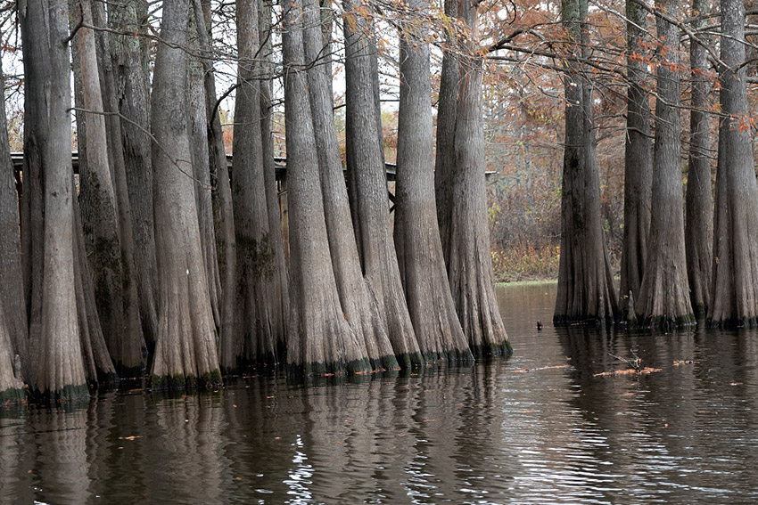 Rows of cypress trees in wetland area