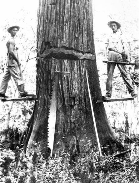 Two lumberjacks standing on a platform around a large tree